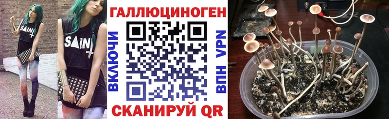 это клад  Ладушкин  Псилоцибиновые грибы MAGIC MUSHROOMS  наркошоп 